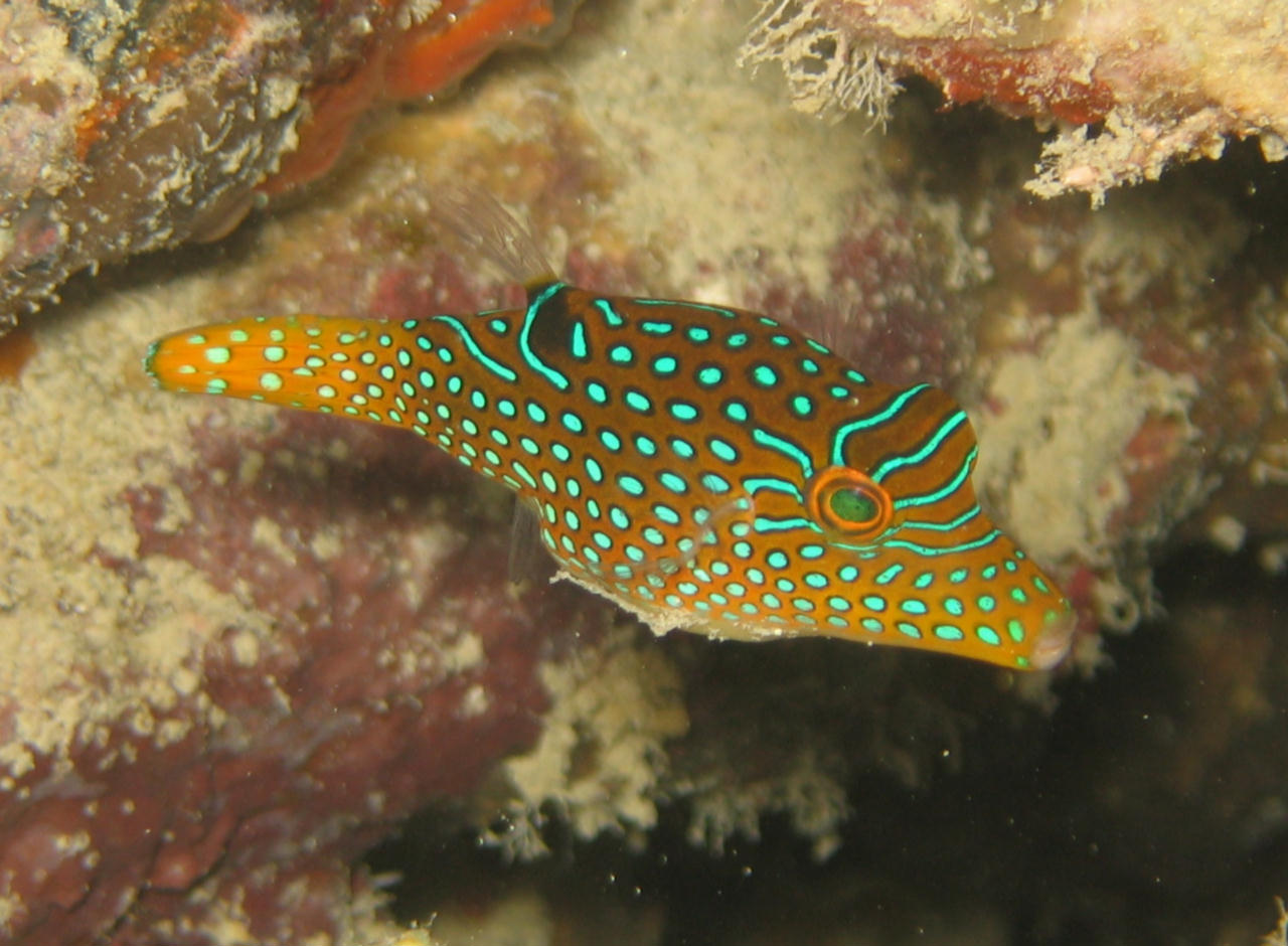 Canthigaster papua (Pesce palla di Papua)